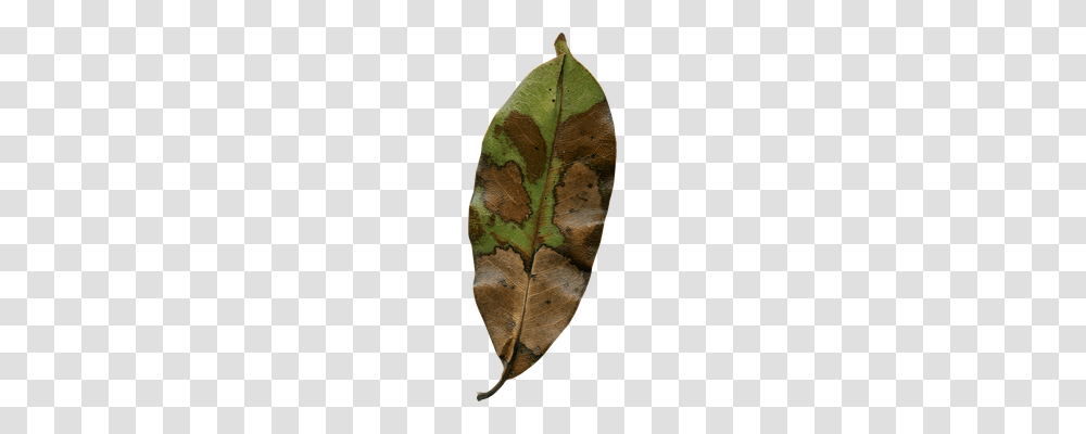 Magnolia Leaf Nature, Plant, Tree, Microscope Transparent Png