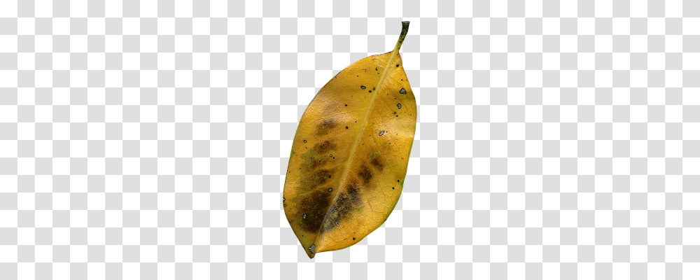 Magnolia Leaf Nature, Plant, Veins, Banana Transparent Png