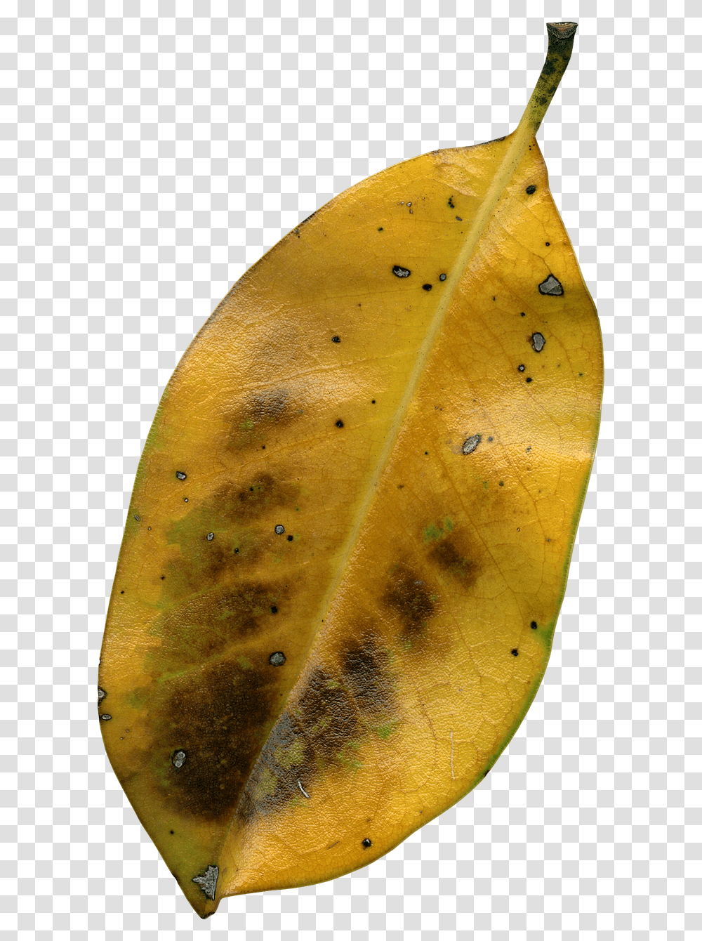 Magnolia Leaf Nature, Plant, Veins Transparent Png