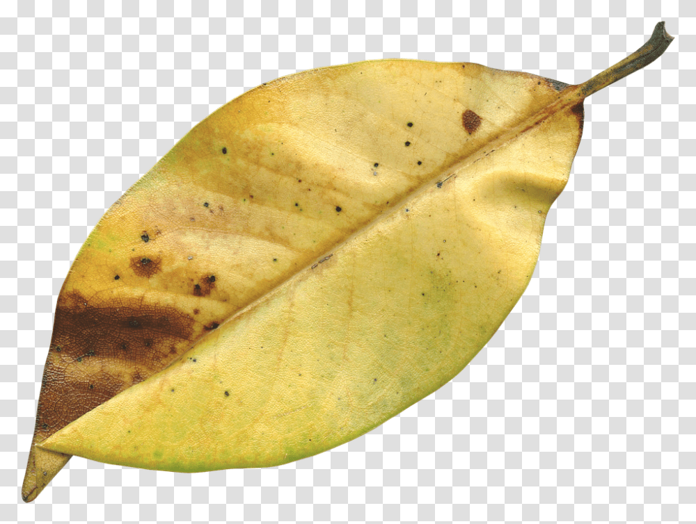 Magnolia Leaf 960, Nature, Banana, Fruit, Plant Transparent Png