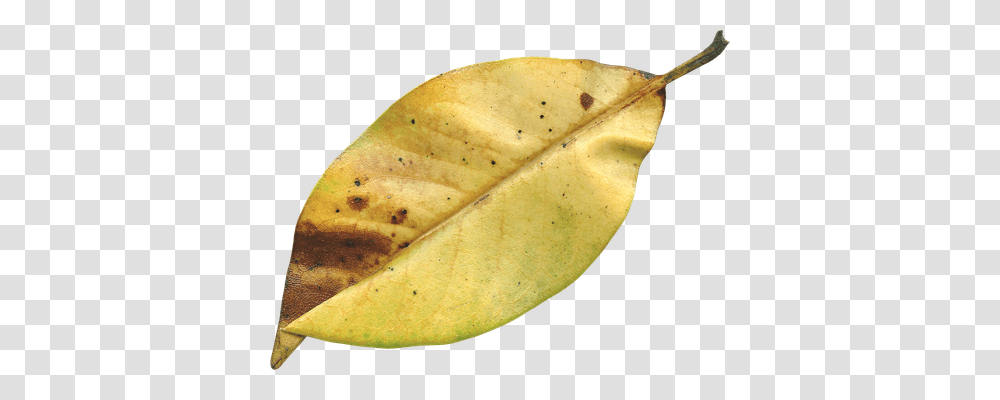 Magnolia Leaf Nature, Plant, Banana, Fruit Transparent Png