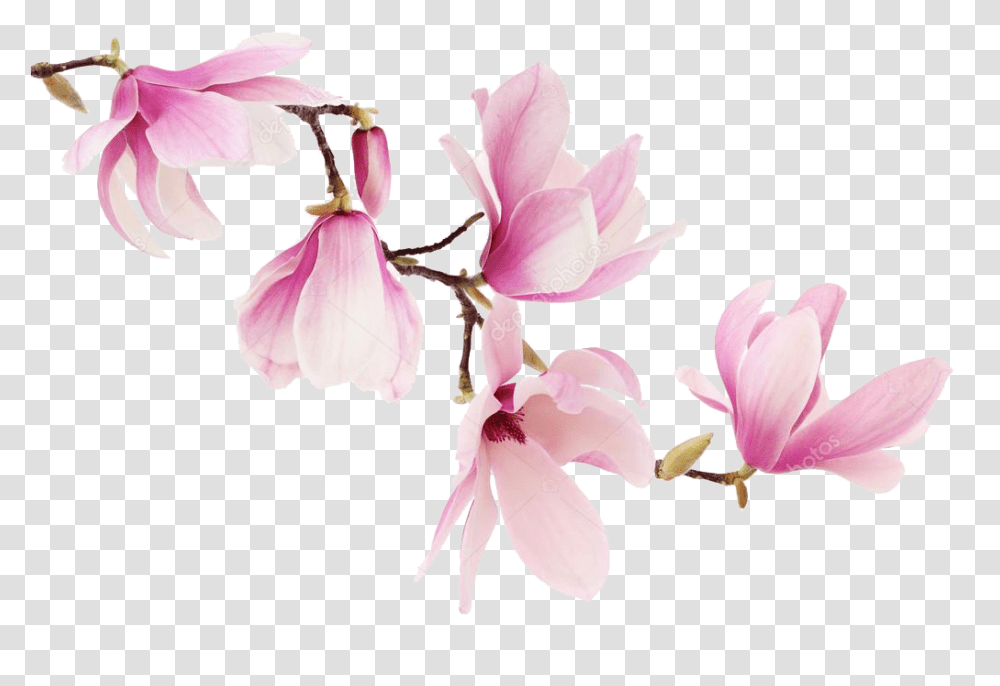 Magnolia Magnolia Flowers, Plant, Blossom, Orchid, Petal Transparent Png