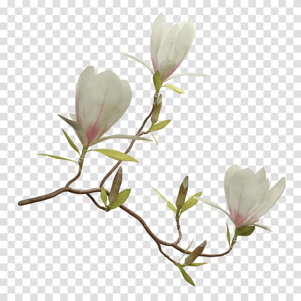 Magnolia, Plant, Flower, Blossom, Acanthaceae Transparent Png