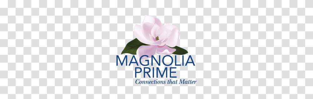 Magnolia Prime Crunchbase, Plant, Rose, Flower, Petal Transparent Png