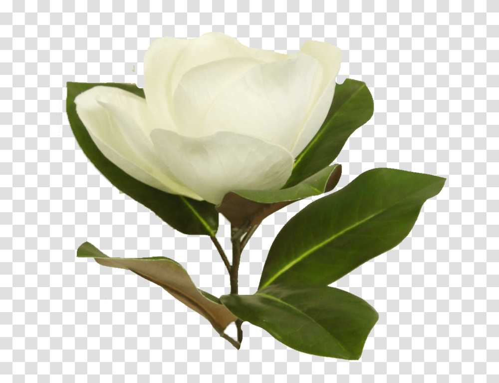 Magnolia Stem Magnolia, Rose, Flower, Plant, Blossom Transparent Png
