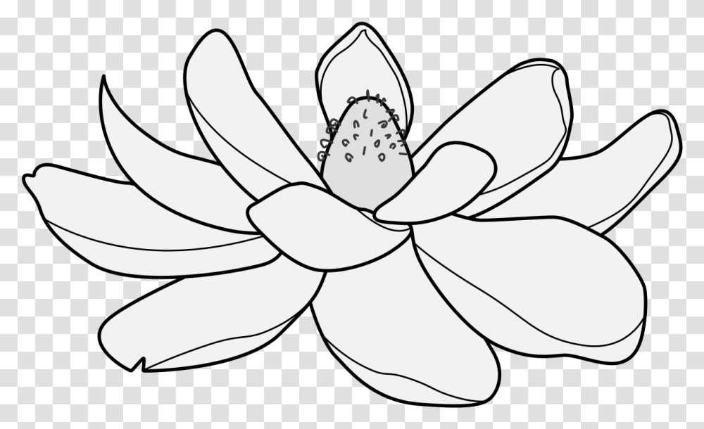 Magnolia Traceable Heraldic Art Language, Plant, White, Texture, Shark Transparent Png