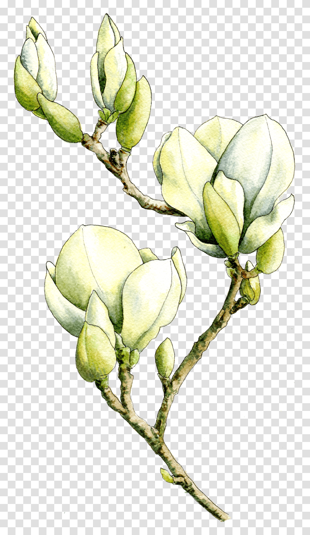 Magnolia Tree Bud, Plant, Leaf, Flower, Petal Transparent Png