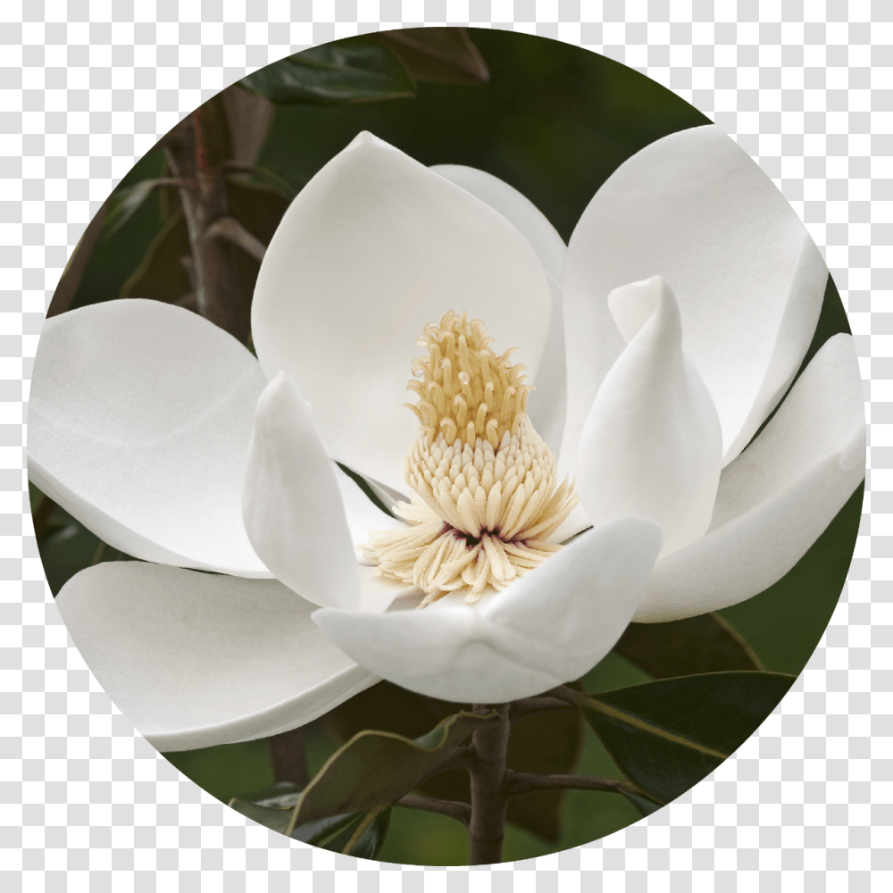 Magnolia Tree Flower, Plant, Pollen, Anemone, Rose Transparent Png