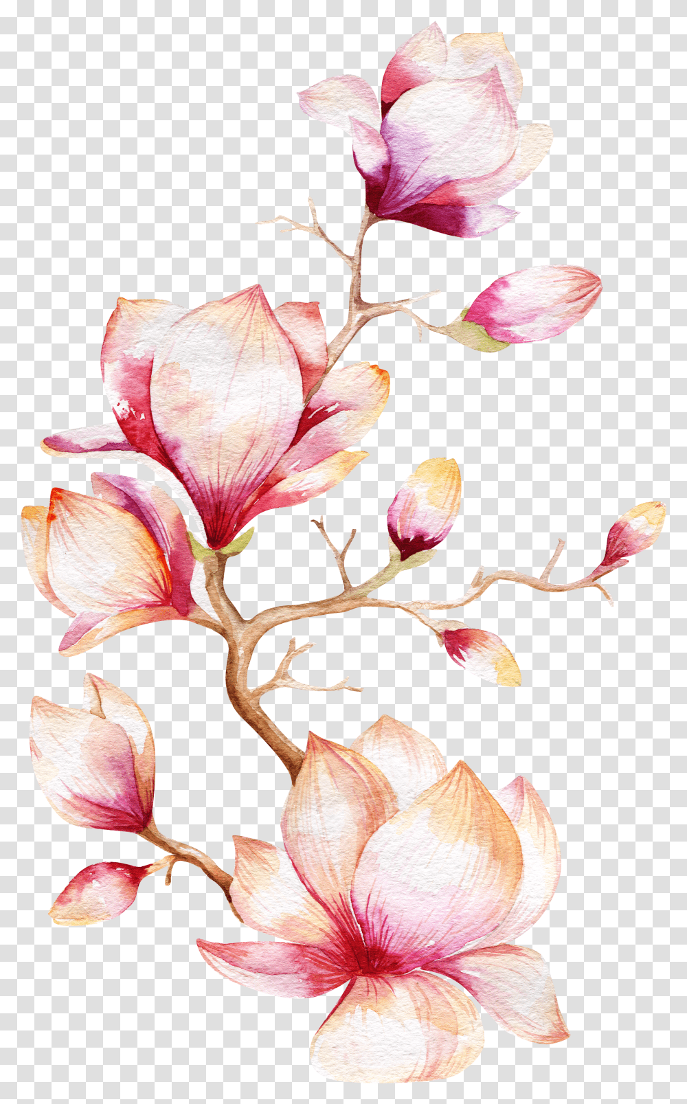 Magnolia Tree Watercolor Painting Black And White Watercolor Flowers Transparent Png