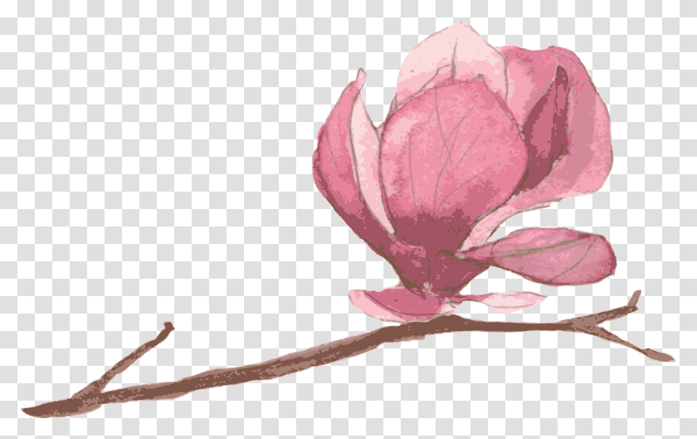 Magnolia - Molly's Book Nook, Petal, Flower, Plant, Blossom Transparent Png