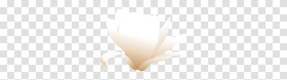 Magnolia White Clip Art, Petal, Flower, Plant, Blossom Transparent Png