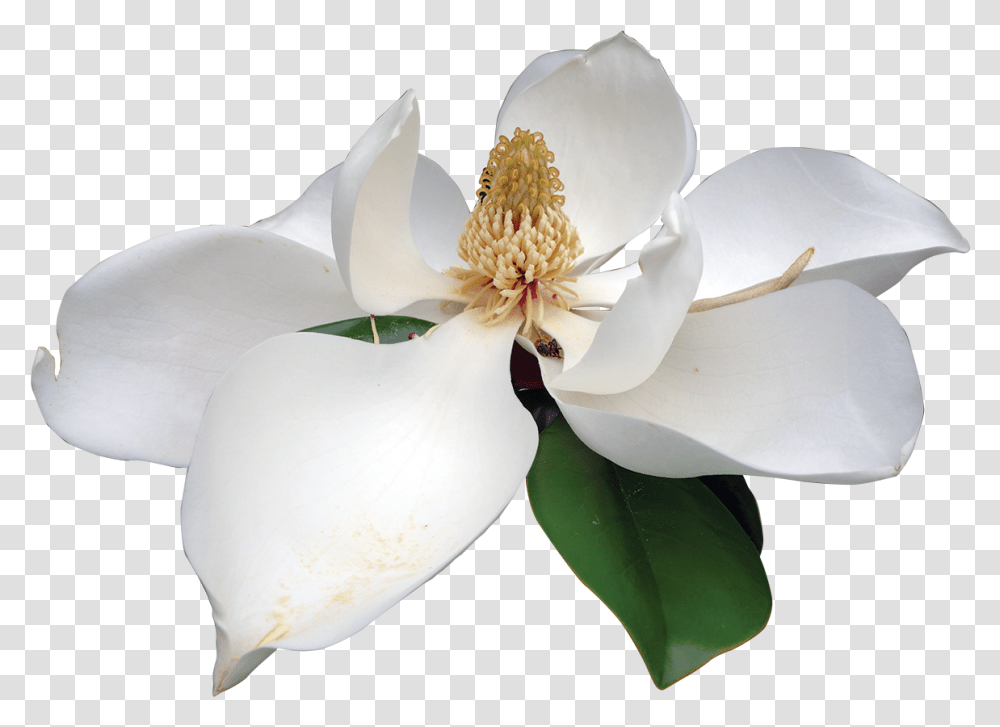 Magnolia White Flower Magnolia Flower Background, Plant, Pollen, Blossom, Petal Transparent Png