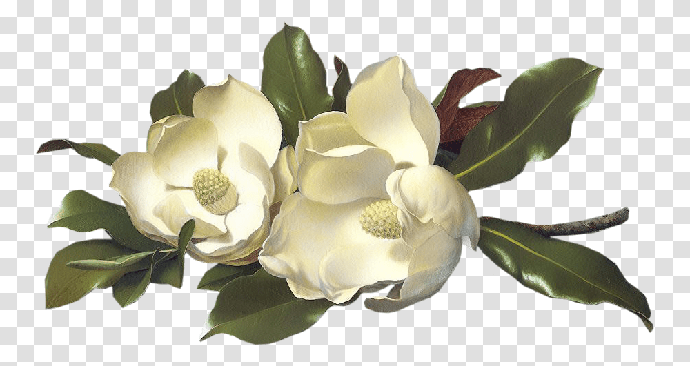 Magnolias Pozdrowienia Obrazki Ruchome, Plant, Petal, Flower, Floral Design Transparent Png