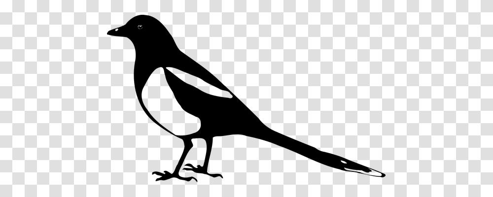 Magpie Nature, Gray, World Of Warcraft Transparent Png