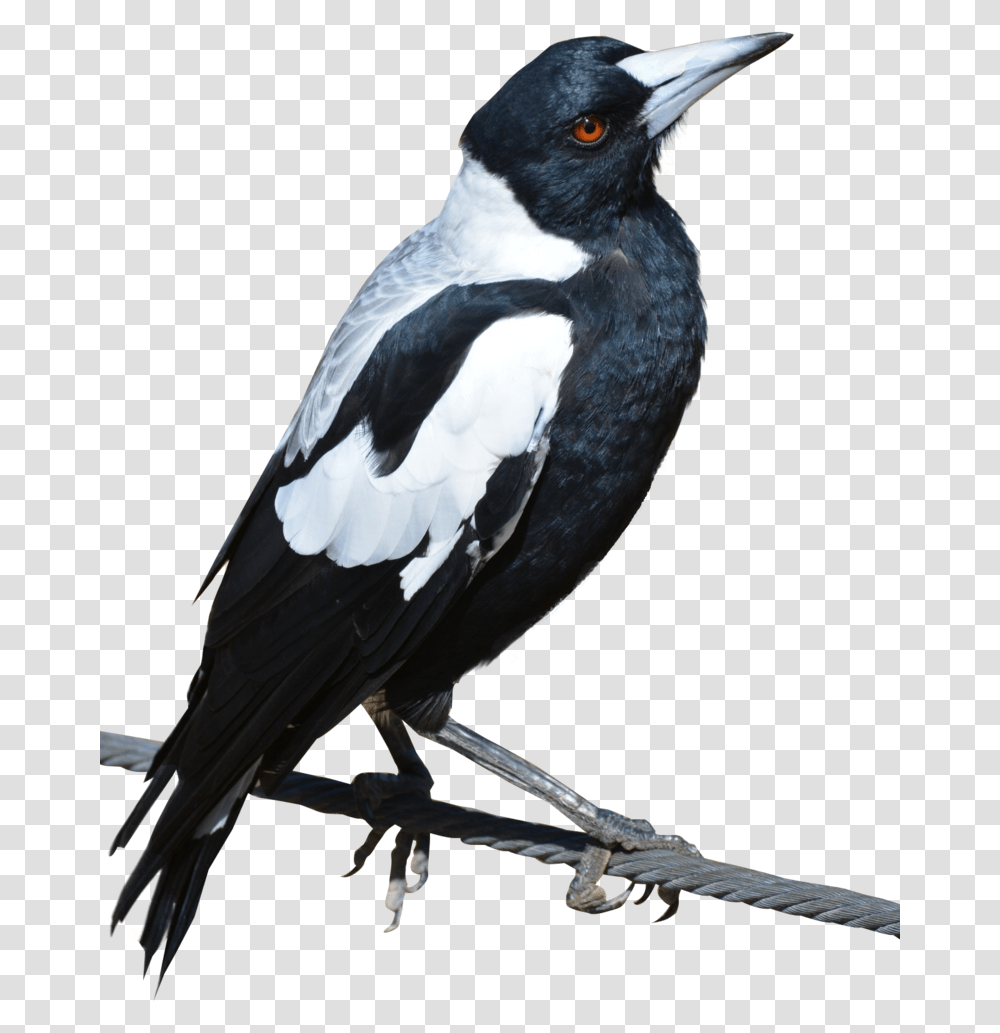 Magpie, Bird, Animal, Beak, Blackbird Transparent Png