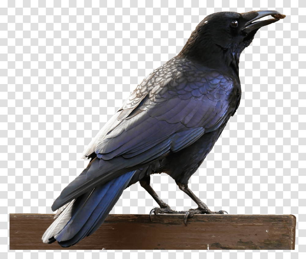 Magpie, Bird, Animal, Crow, Blackbird Transparent Png