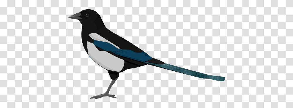 Magpie, Bird, Animal Transparent Png