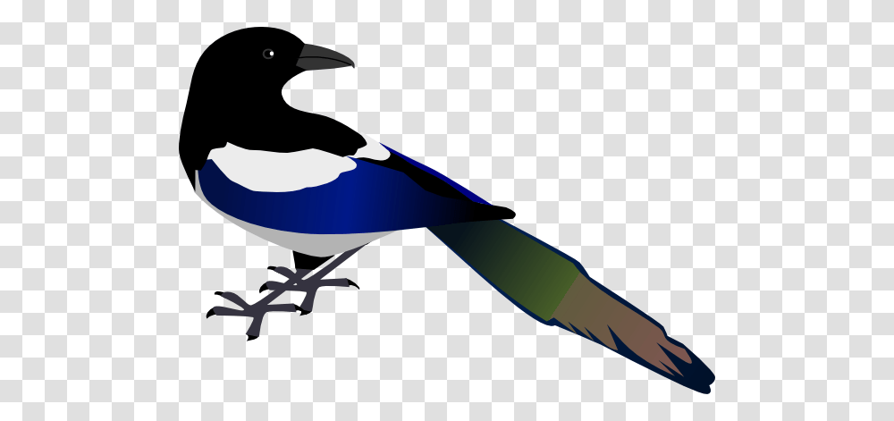 Magpie Bird Clip Art Vector Magpies And Other Corvids, Animal, Jay, Beak Transparent Png