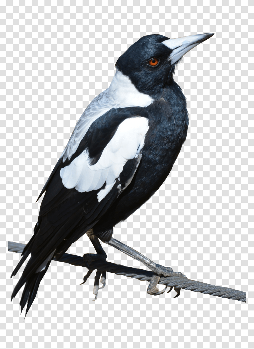 Magpie Bird Image Purepng Free Cc0 Magpie, Animal, Blackbird, Agelaius, Beak Transparent Png