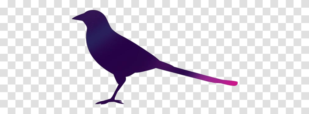 Magpie Bird Vector Crow, Animal, Finch, Jay, Beak Transparent Png