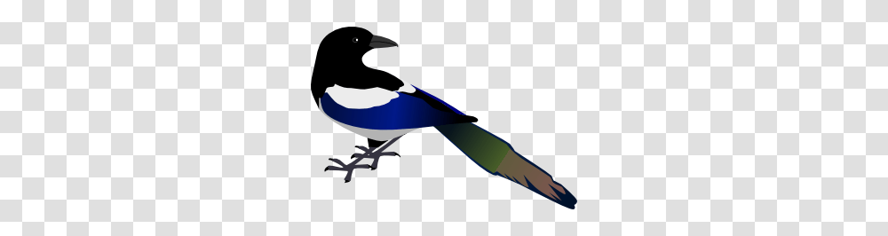 Magpie Clip Art Free Vector, Animal, Bird, Jay, Beak Transparent Png