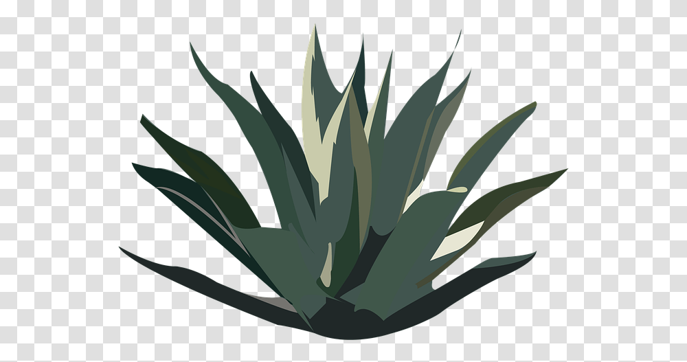 Maguey Desert Plant Tequila Agave Mexico Nature Agave De Maguey, Aloe, Agavaceae Transparent Png