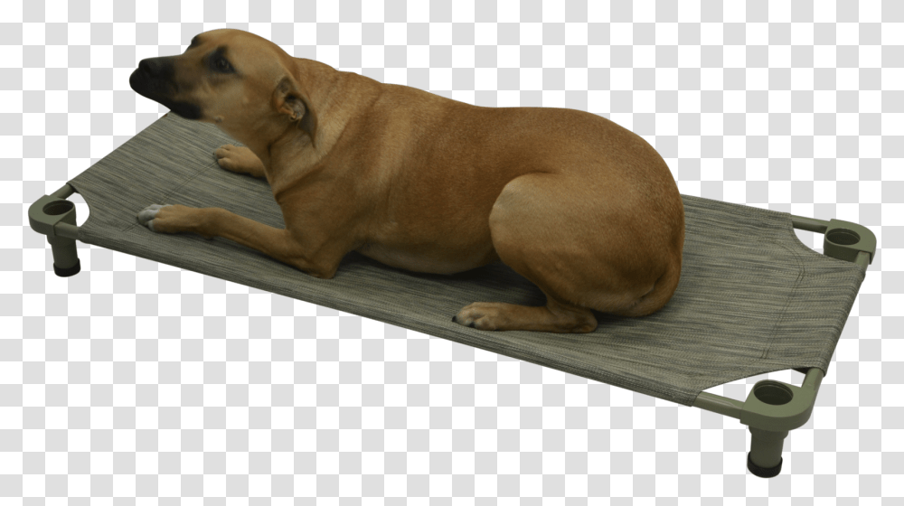 Mahar Pet CotClass Companion Dog, Canine, Animal, Mammal, Bulldog Transparent Png