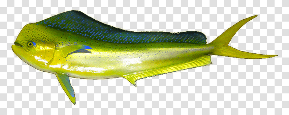 Mahi Mahi Mahi Mahi Fishes, Animal, Coho, Trout, Perch Transparent Png
