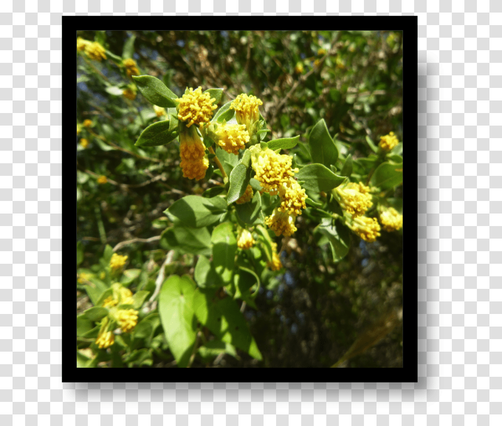 Mahonia, Bush, Vegetation, Plant, Bud Transparent Png