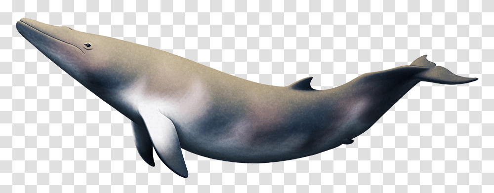 Maiabalaena Blue Whale, Shark, Sea Life, Fish, Animal Transparent Png