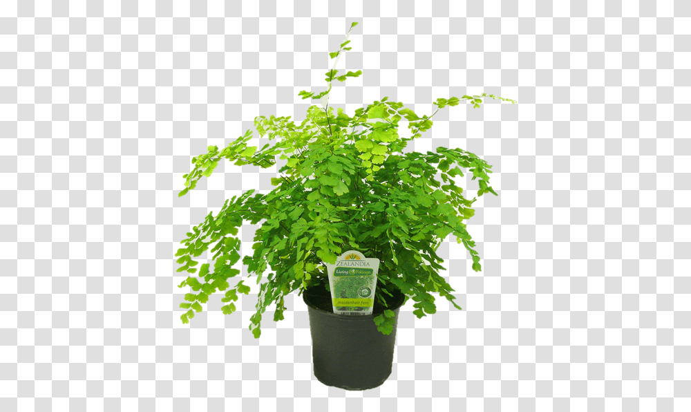 Maidenhair Fern Flowerpot, Plant, Potted Plant, Vase, Jar Transparent Png