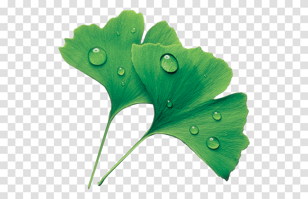 Maidenhair Tree, Leaf, Plant, Droplet, Green Transparent Png