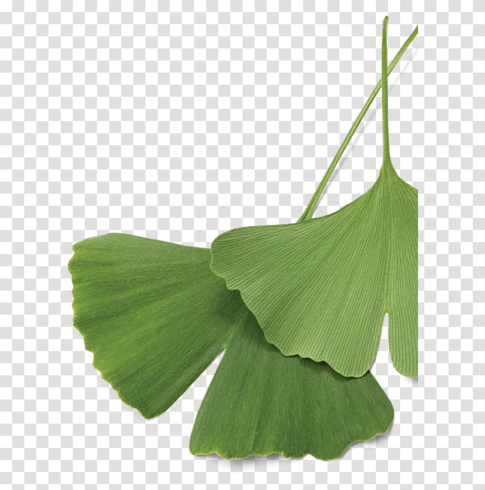 Maidenhair Tree, Leaf, Plant, Green, Flower Transparent Png