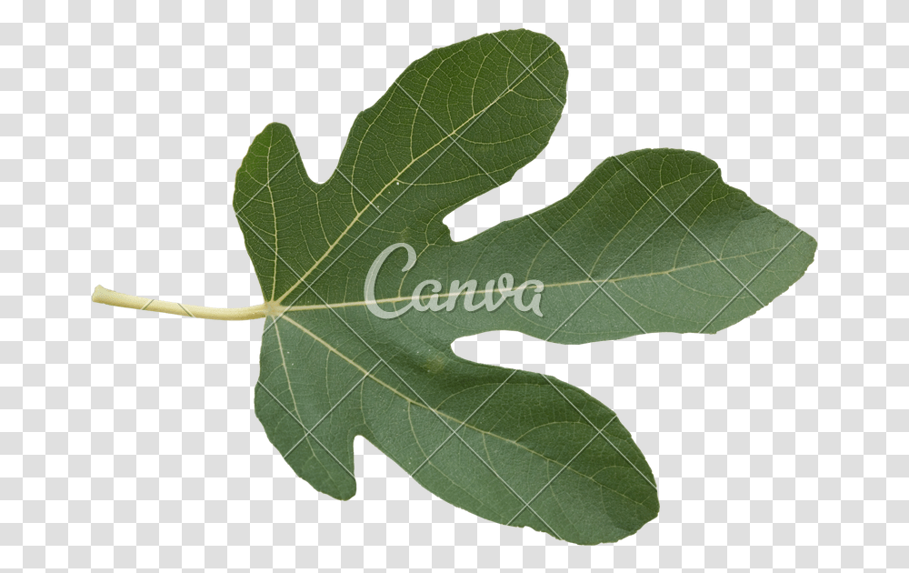 Maidenhair Tree, Leaf, Plant, Maple Leaf, Veins Transparent Png