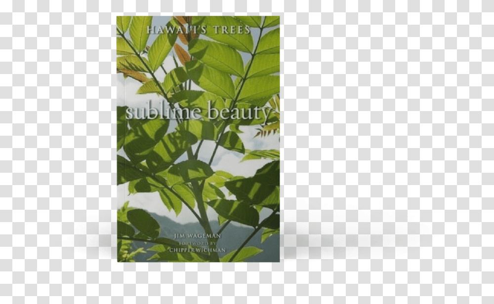 Maidenhair Tree, Leaf, Plant, Vegetation, Flower Transparent Png