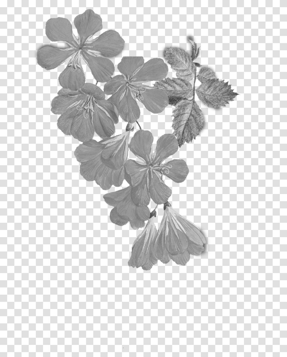 Maidenhair Tree, Plant, Flower, Blossom, Petal Transparent Png