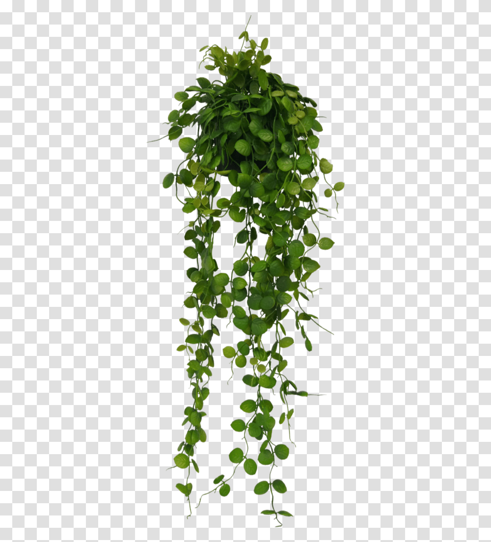 Maidenhair Tree, Plant, Vine, Leaf, Pineapple Transparent Png