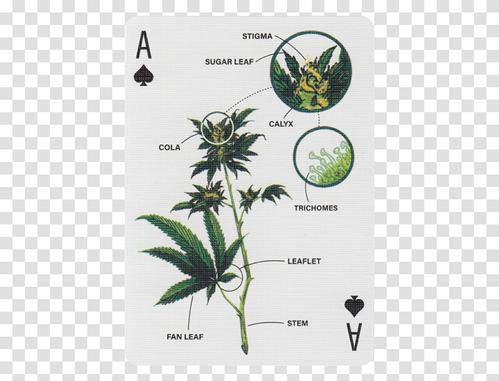 Main Aloe, Plant, Hemp, Weed, Flower Transparent Png