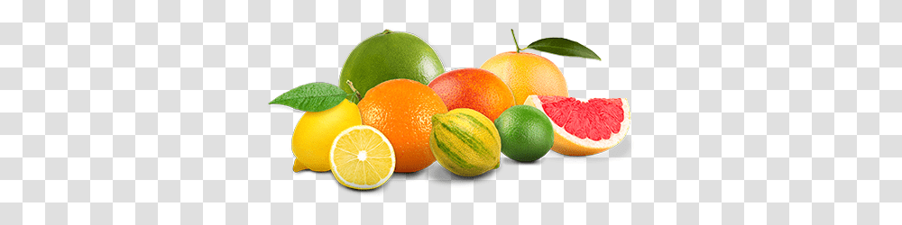 Main Demo, Citrus Fruit, Plant, Food, Grapefruit Transparent Png
