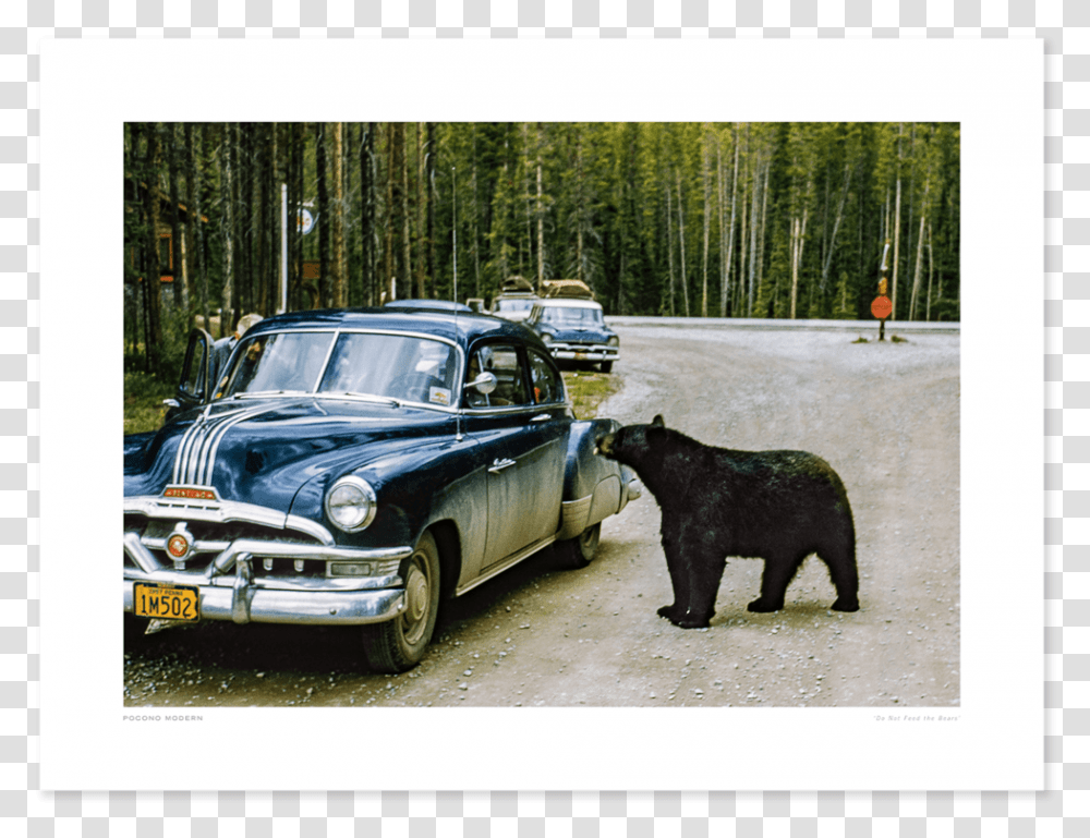 Main Do Not Feed The Bears Chicago Bears, Car, Vehicle, Transportation, Wildlife Transparent Png