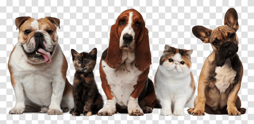 Main Dogs And 10 10 12http Pets Cats And Dogs, Animal, Mammal, Canine, Manx Transparent Png