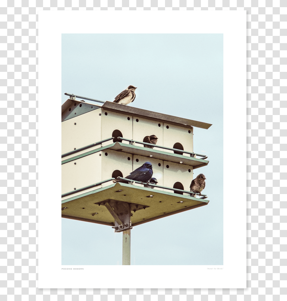 Main Hotel For Birds Pigeons And Doves, Sparrow, Animal, Anthus, Boat Transparent Png