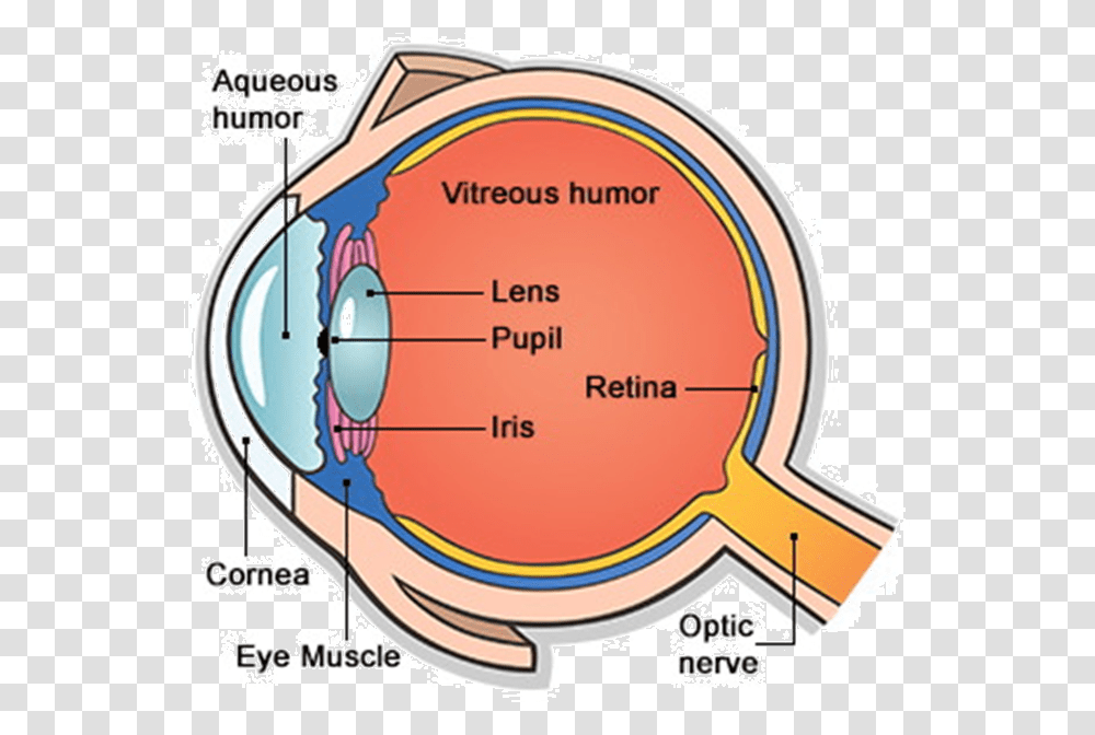 Main Parts Of Human Eye Human Eye And Its Part, Diagram, Plot Transparent Png