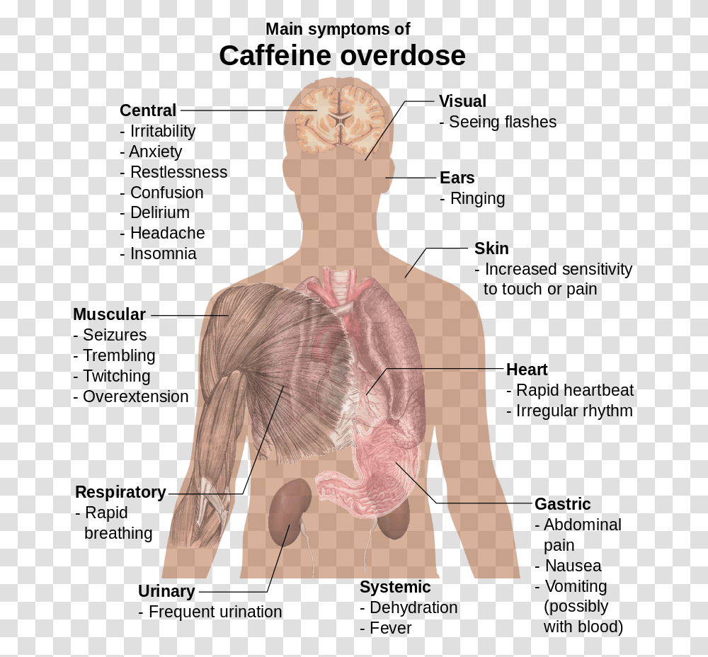 Main Symptoms Of Caffeine Overdose, Back, Person, Neck Transparent Png