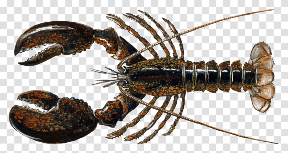 Maine Lobster, Seafood, Sea Life, Animal, Insect Transparent Png