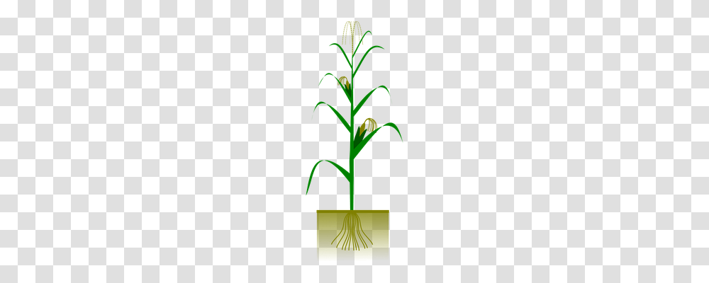 Maize Technology, Plant, Flower, Cross Transparent Png