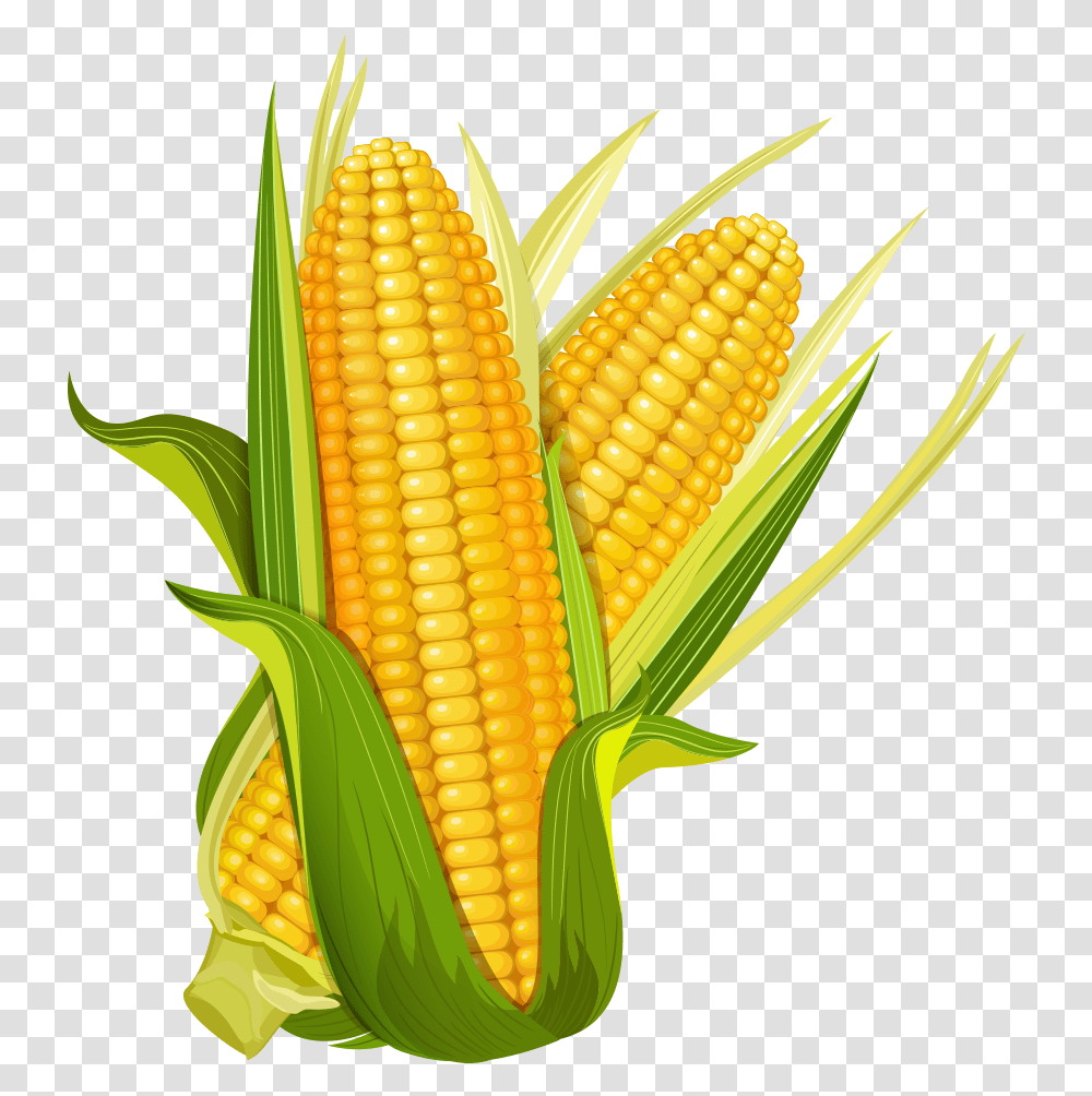 Maize Ear Corncob Popcorn Corn Clipart, Plant, Vegetable, Food, Pineapple Transparent Png