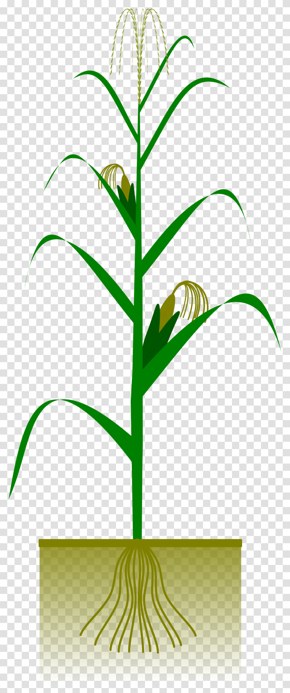 Maize Plant Big Image Corn Plant Vector Free, Vegetable, Food, Flower, Blossom Transparent Png