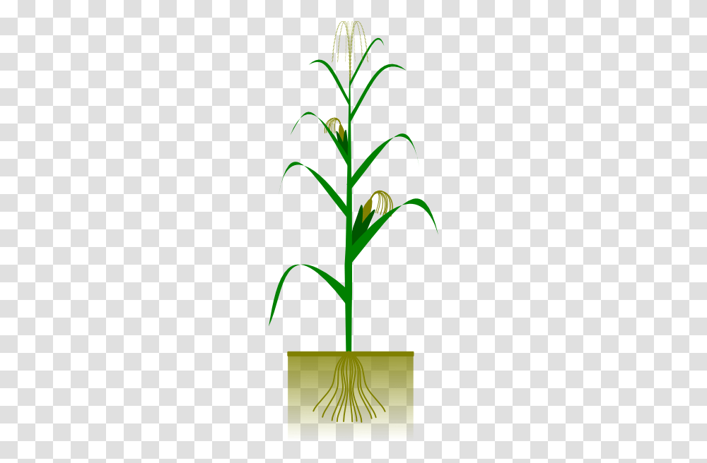 Maize Plant Clip Art, Produce, Food, Vegetable, Flower Transparent Png