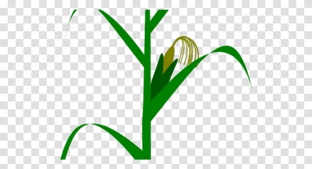 Maize Plant, Flower, Blossom, Produce, Food Transparent Png